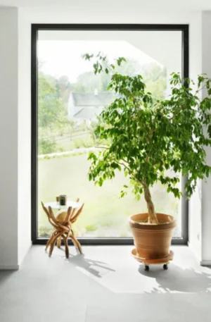 Bottom Fixed Windows